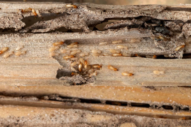 Best Local Pest Control Services  in Kensington Park, FL